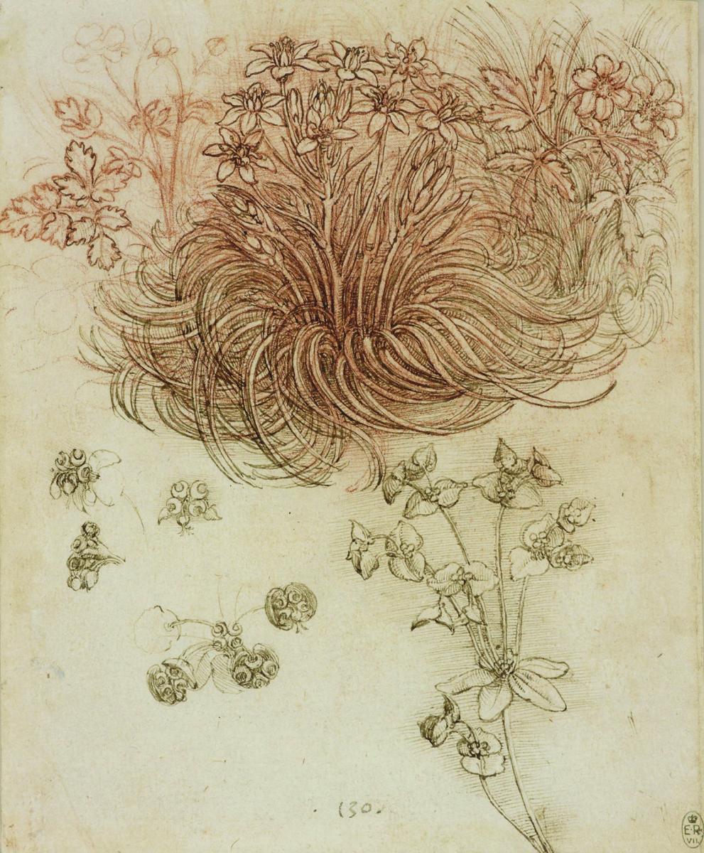 A Star-of-Bethlehem and Other Plants, c1506-12. Red Chalk, Pen and Ink