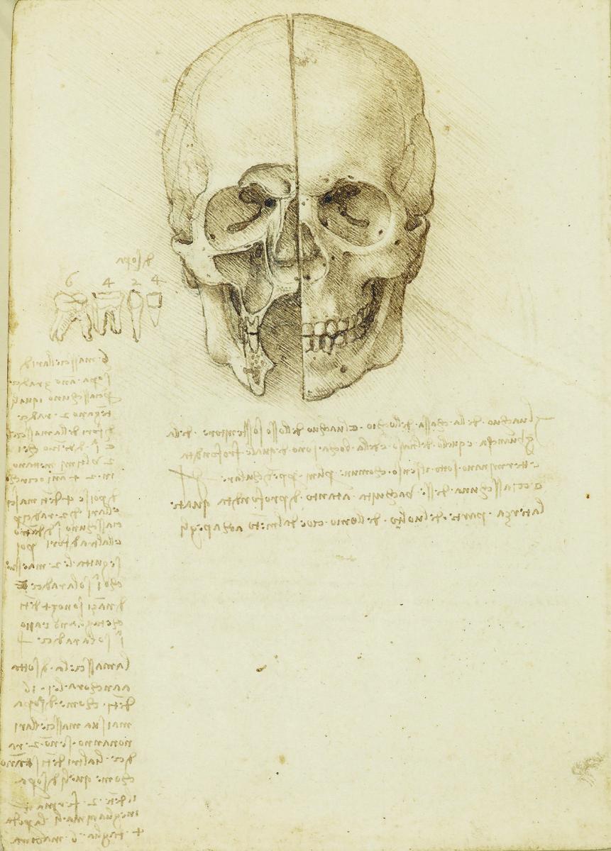 The Skull Sectioned, 1489, Traces of Black Chalk, Pen and Ink