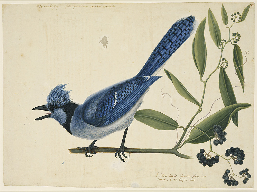 Fig. 4: Mark Catesby, Blue jay and laurel greenbrier. Watercolour and bodycolour heightened with gum (RCIN 924828). Royal Collection Trust/ © Her Majesty Queen Elizabeth II 2021.