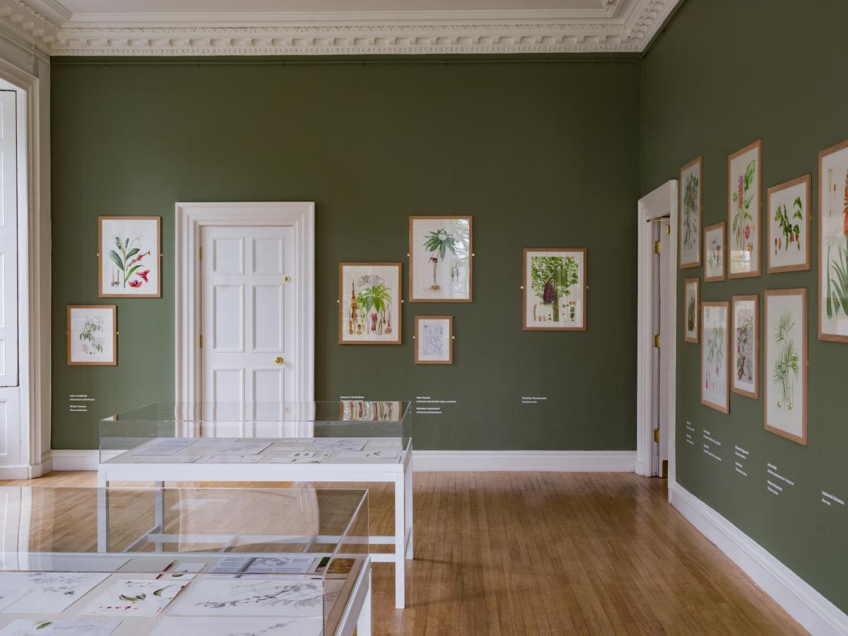 Curator’s choice: Exceptional botanical art from around the world | The ...