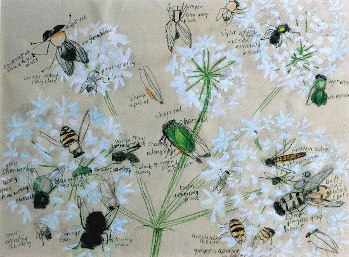 Insects on Hogweed, with the artist’s pencilled notes 