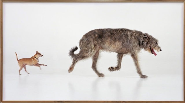 Martin Creed, Work No. 670, Orson and Sparky, 2007, © Martin Creed. All Rights Reserved, DACS/Artimage 2019