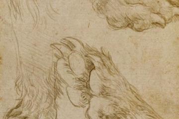Leonardo da Vinci - Studies of a Dog Paw