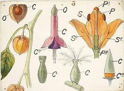 Dresser botanical forms 1855