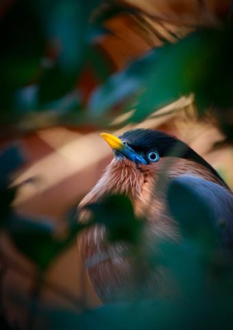 3rd Prize - Cameron-Jack Wheeler Emerging Artist Award 2025