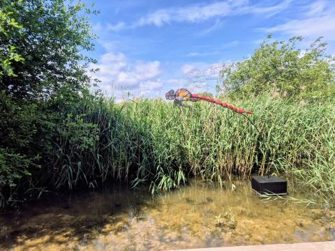 Dragonfly at Chester Country Park